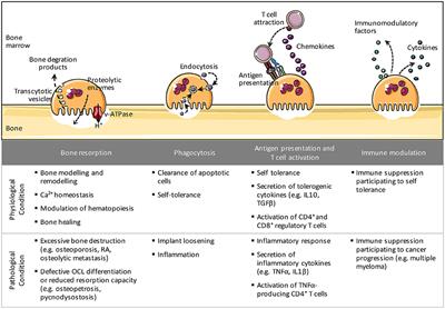 Immune Function and Diversity of Osteoclasts in Normal and Pathological Conditions